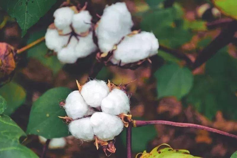 开云官方在线网页版医纺